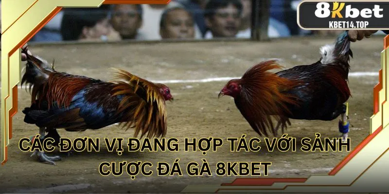 Các đơn vị đang hợp tác với sảnh cược đá gà 8KBET