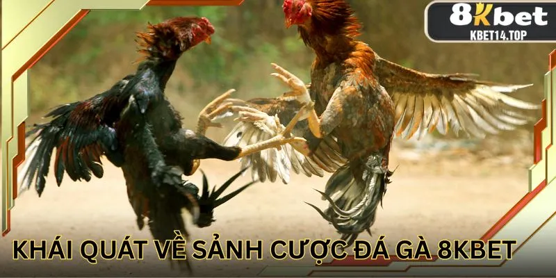Khái quát về sảnh cược đá gà 8KBET
