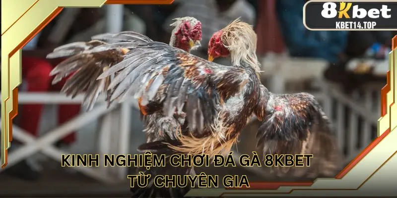 Kinh nghiệm chơi đá gà 8KBET từ chuyên gia