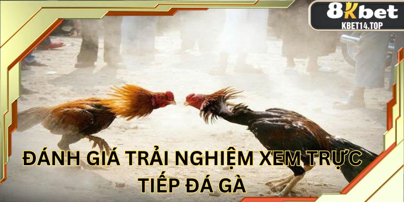 Đánh giá trải nghiệm xem trực tiếp