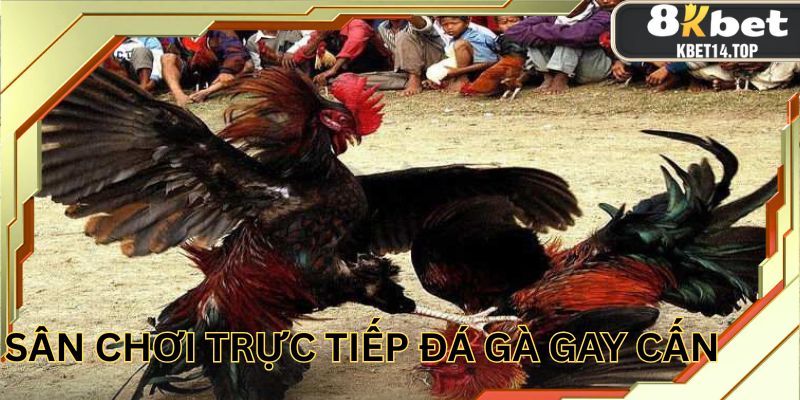Giới thiệu danh mục trực tiếp đá gà