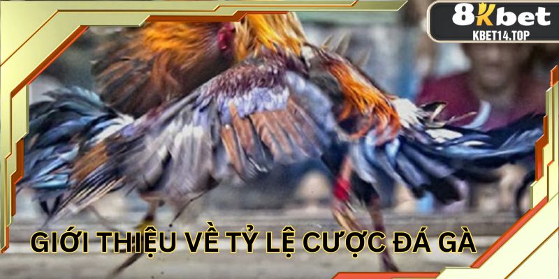 Giới thiệu về tỷ lệ cược đá gà